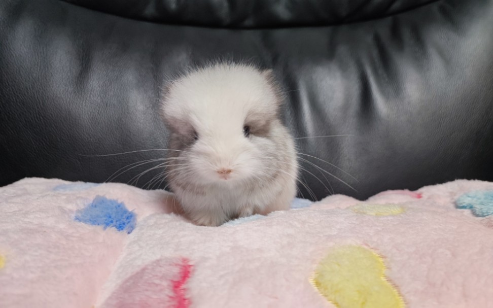 这只小龙猫自带烟熏妆,自带美颜,这个颜色的龙猫是长毛熊猫眼银斑弟弟