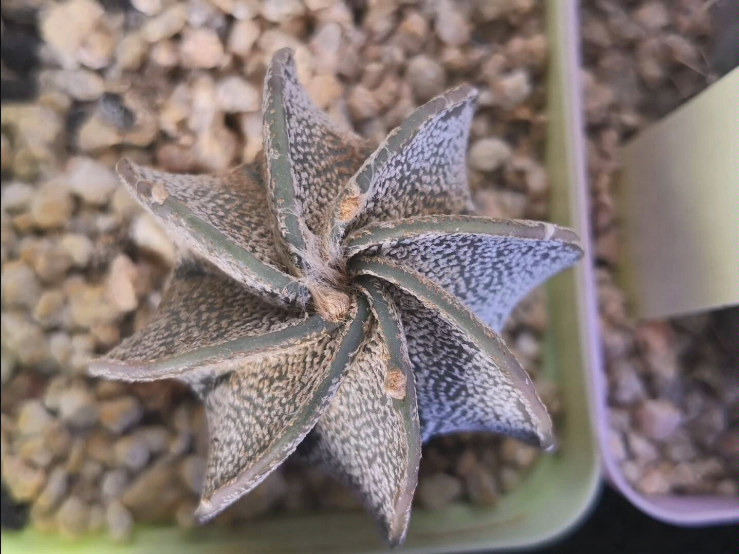 星球属的另一个品种,鸾凤玉