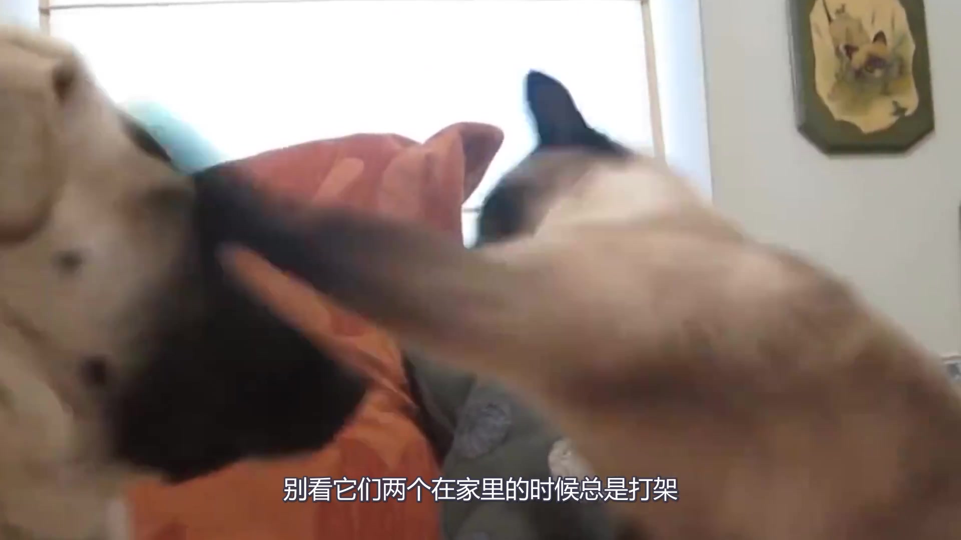 [图]自家狗被野猫打脸，家猫上前就是一顿猛虎操作，猫：这狗我罩着