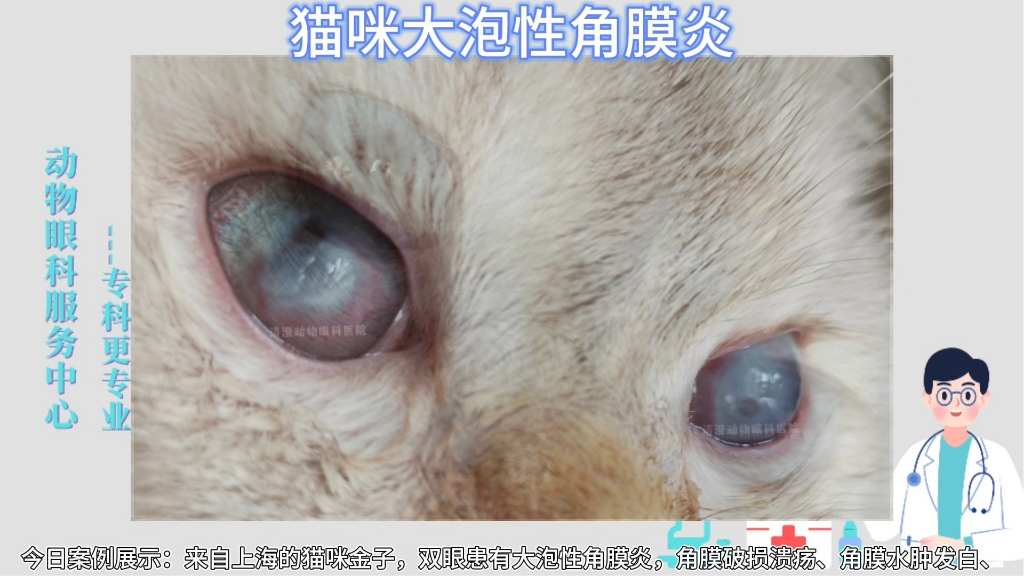 (上海病例)猫大泡性角膜炎,双眼失明,眼球大泡肿胀发白,治疗后痊愈