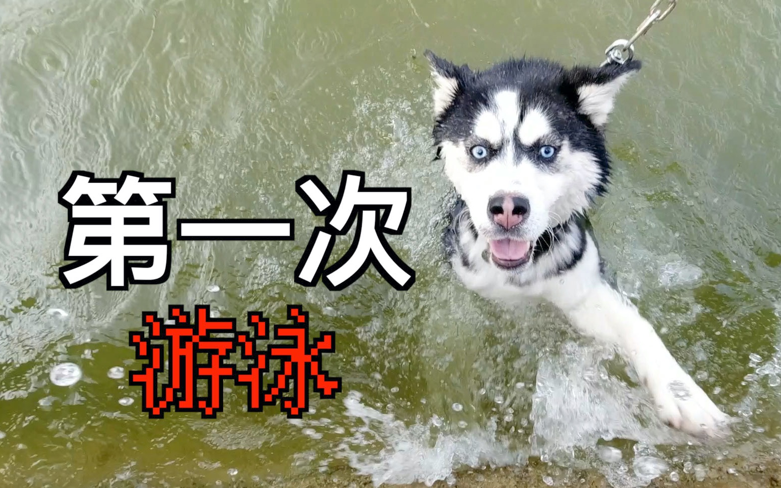 哈士奇第一次学游泳,狗刨式