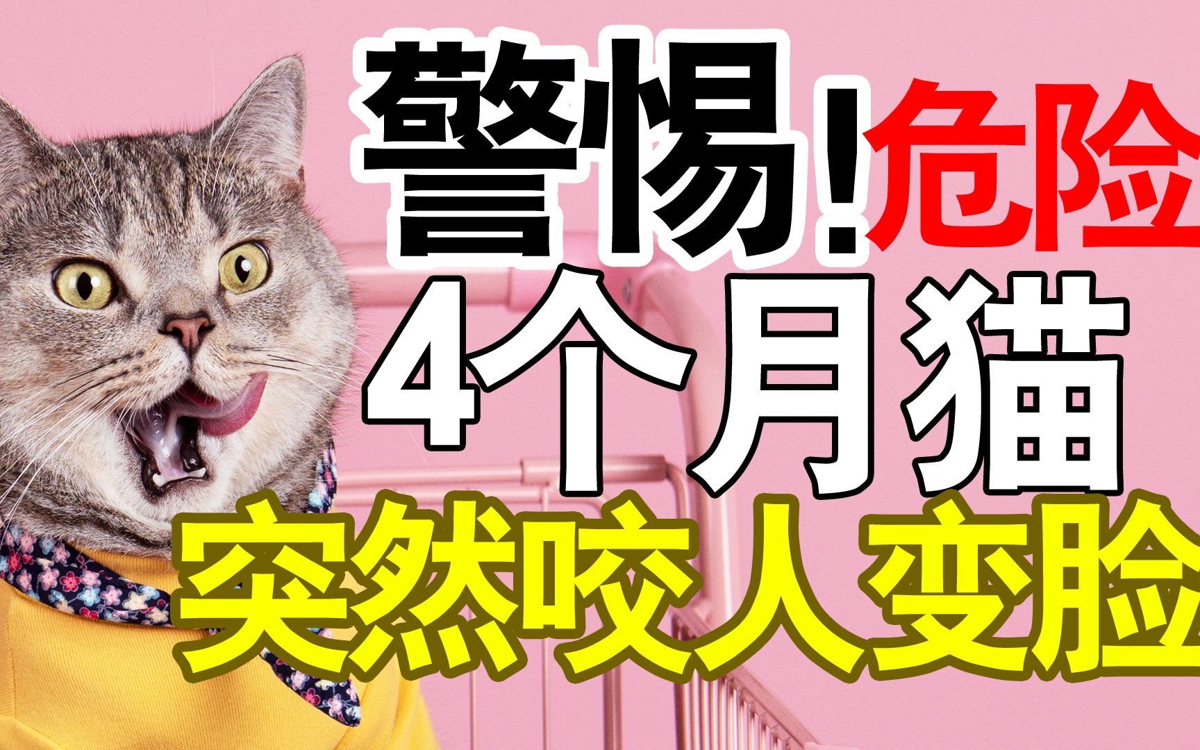 [图]记住：小猫4个月时最危险！会突然咬人上瘾，你必须要警惕【柿子菌】