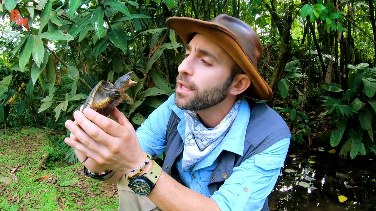 snapping turtle bites me. again!