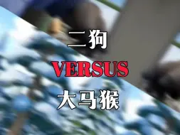 Descargar video: （论战）（熊出没）二狗vs大马猴