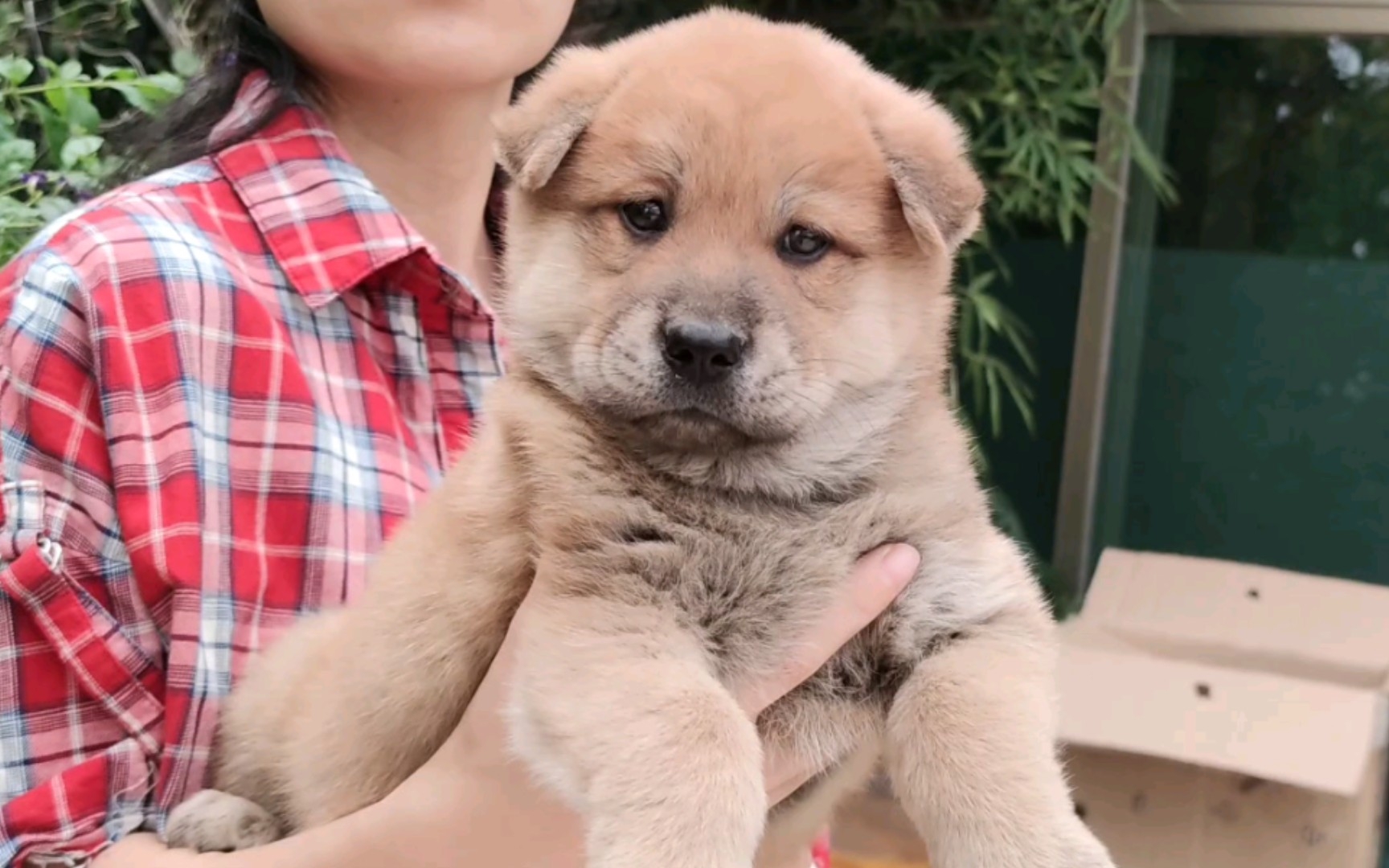 黄狗白脸土松小狗,难得有这么淡定大胆的田园犬.