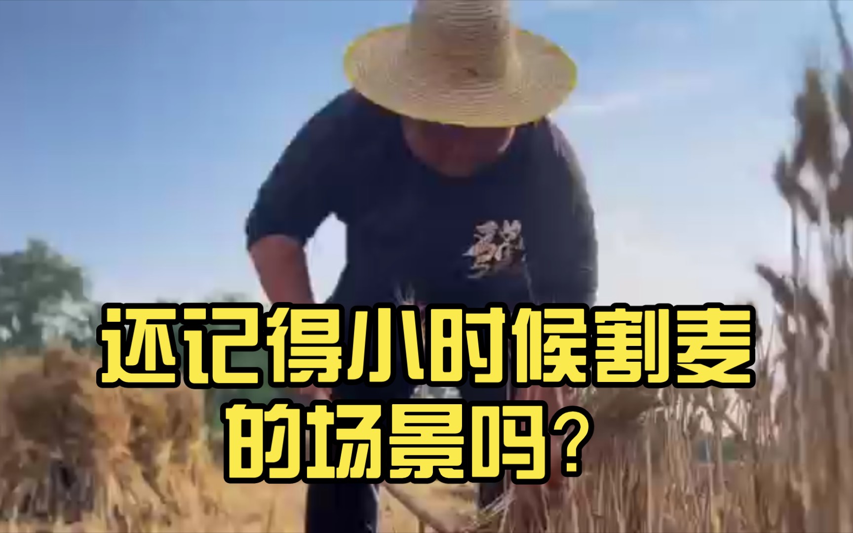 [图]还记得小时候割麦的场景吗？