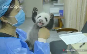 下载视频: 找到了！找到这个熊猫玩偶的开关了！！！