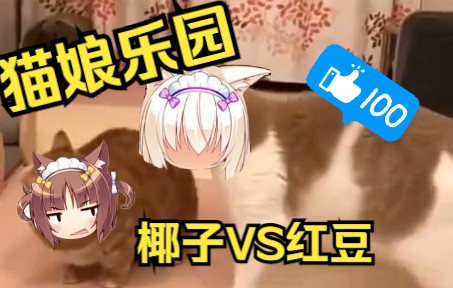 [图]《猫娘乐园》椰子VS红豆 现实版