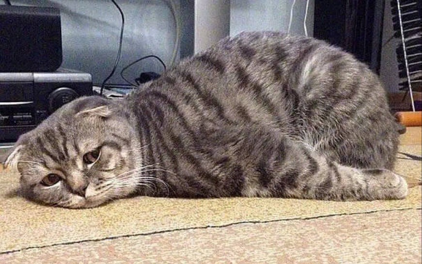 【人类跌落梦境】菜鸡的自闭日常_哔哩哔哩_bilibili