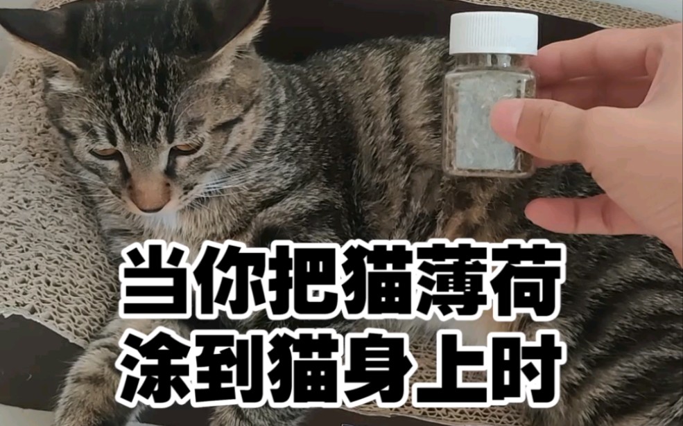 当你把猫薄荷涂到猫身上时猫狗还是你狗啊