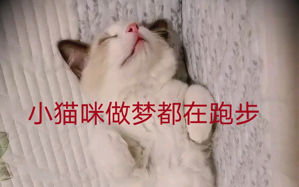 猫咪做梦在跑步,太可爱了吧哔哩哔哩bilibili