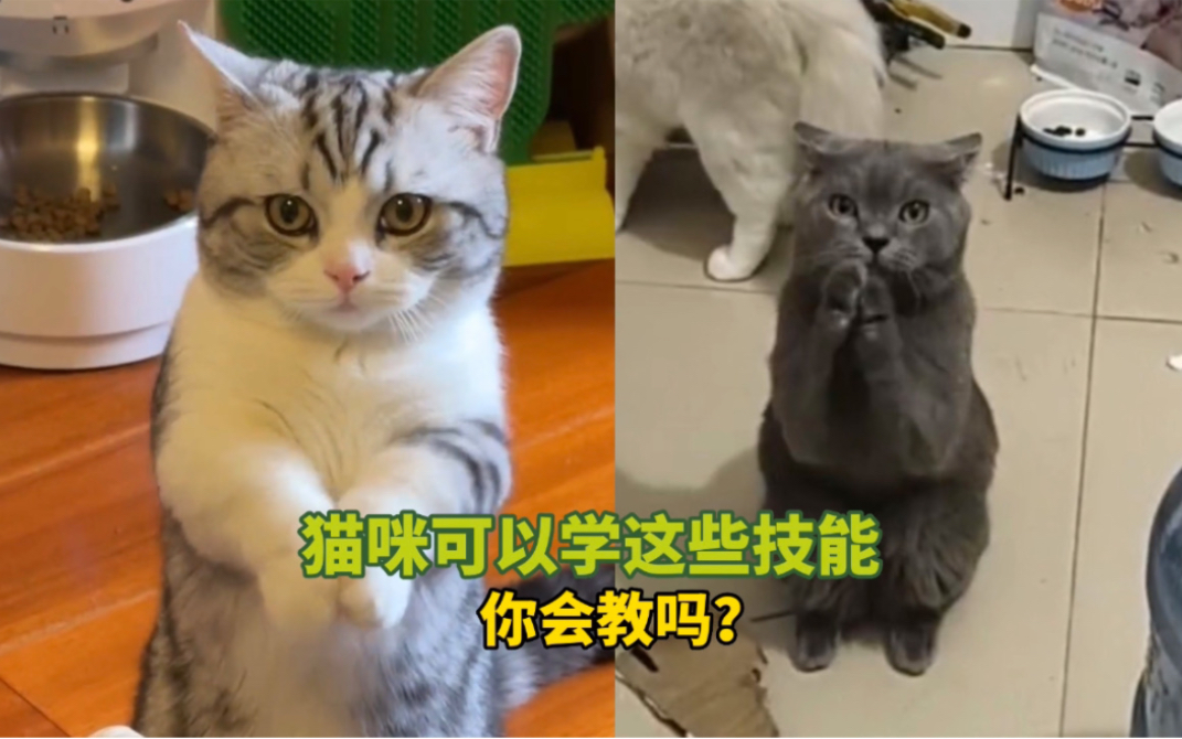 [图]《猫咪可以学这些技能》你会教吗？