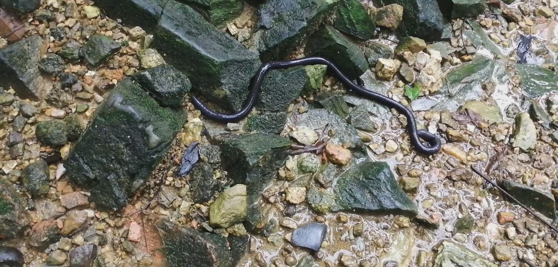 像蛇一样的大蚯蚓你见过吗又大又粗又黑只能用大粗黑来形容