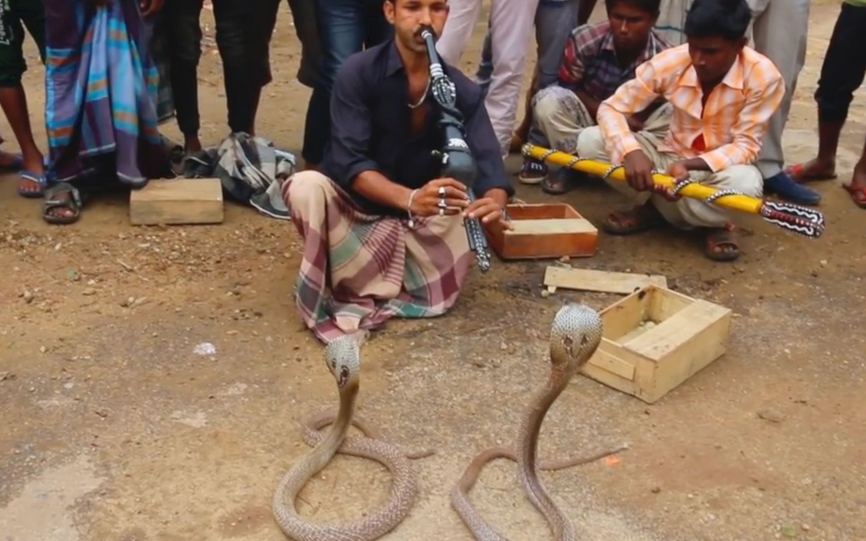 "舞蛇人"的街头表演!两条眼镜蛇随音乐起舞,观众们看呆了