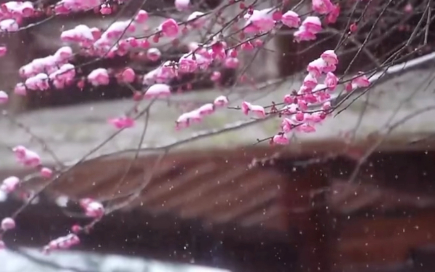 雪花靜落梅花開