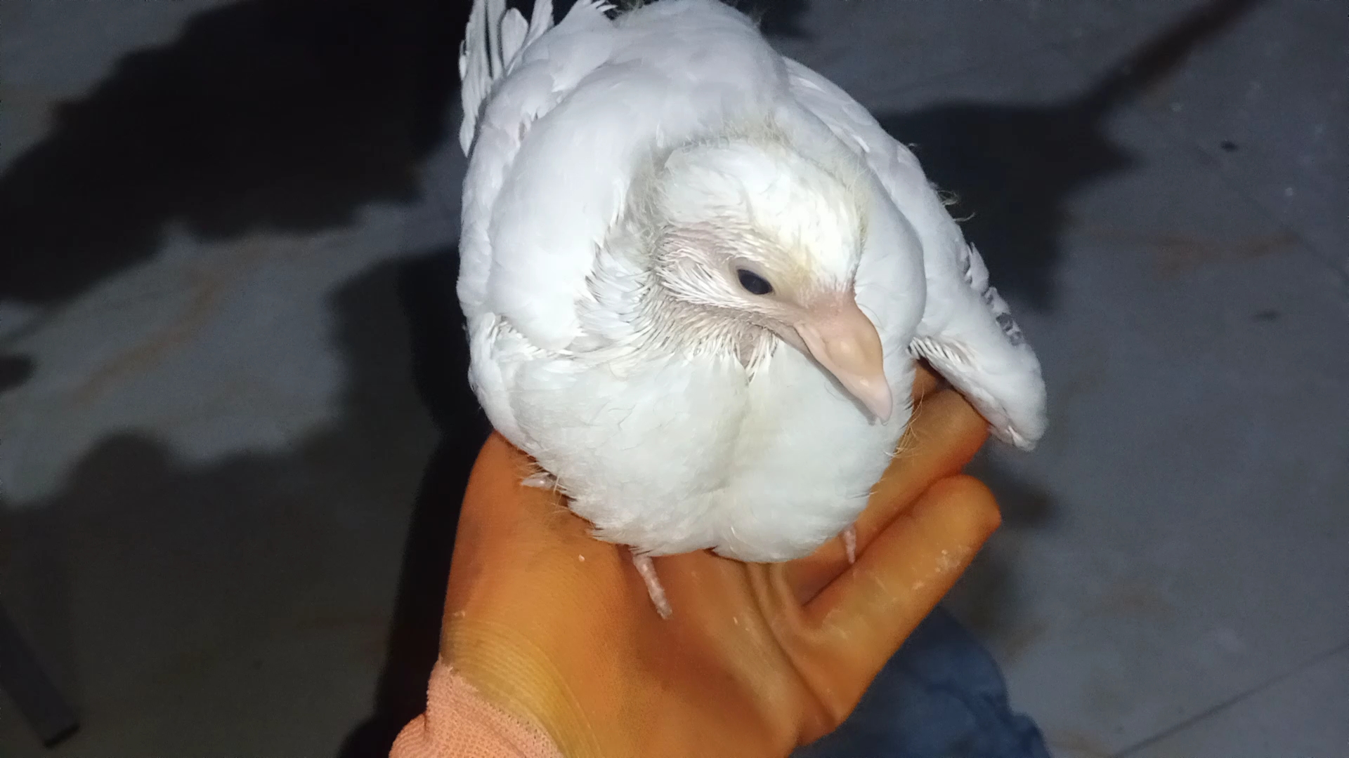 白色的小乳鸽十几天了