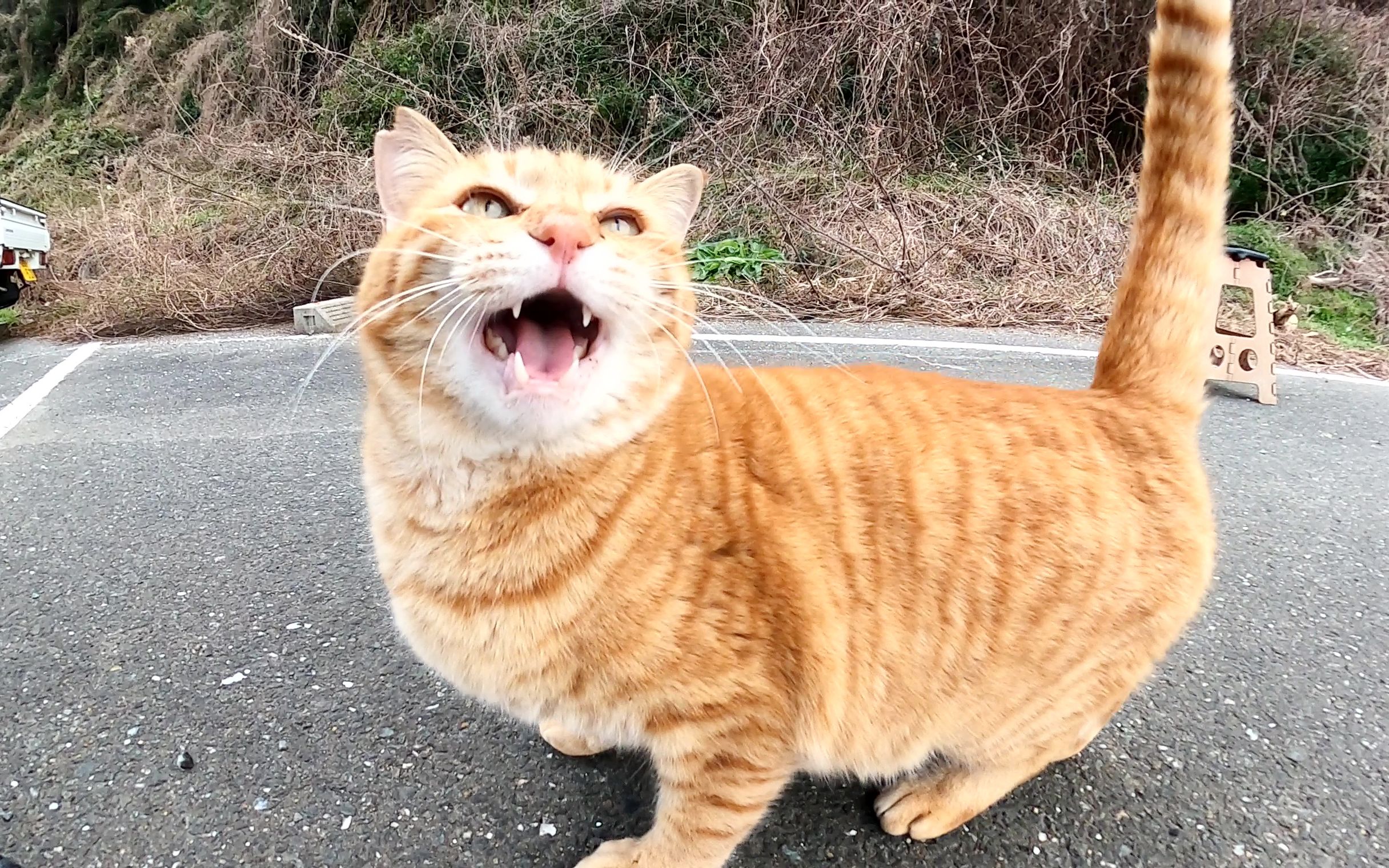 大声喊叫时躺在地上的茶花猫太可爱了