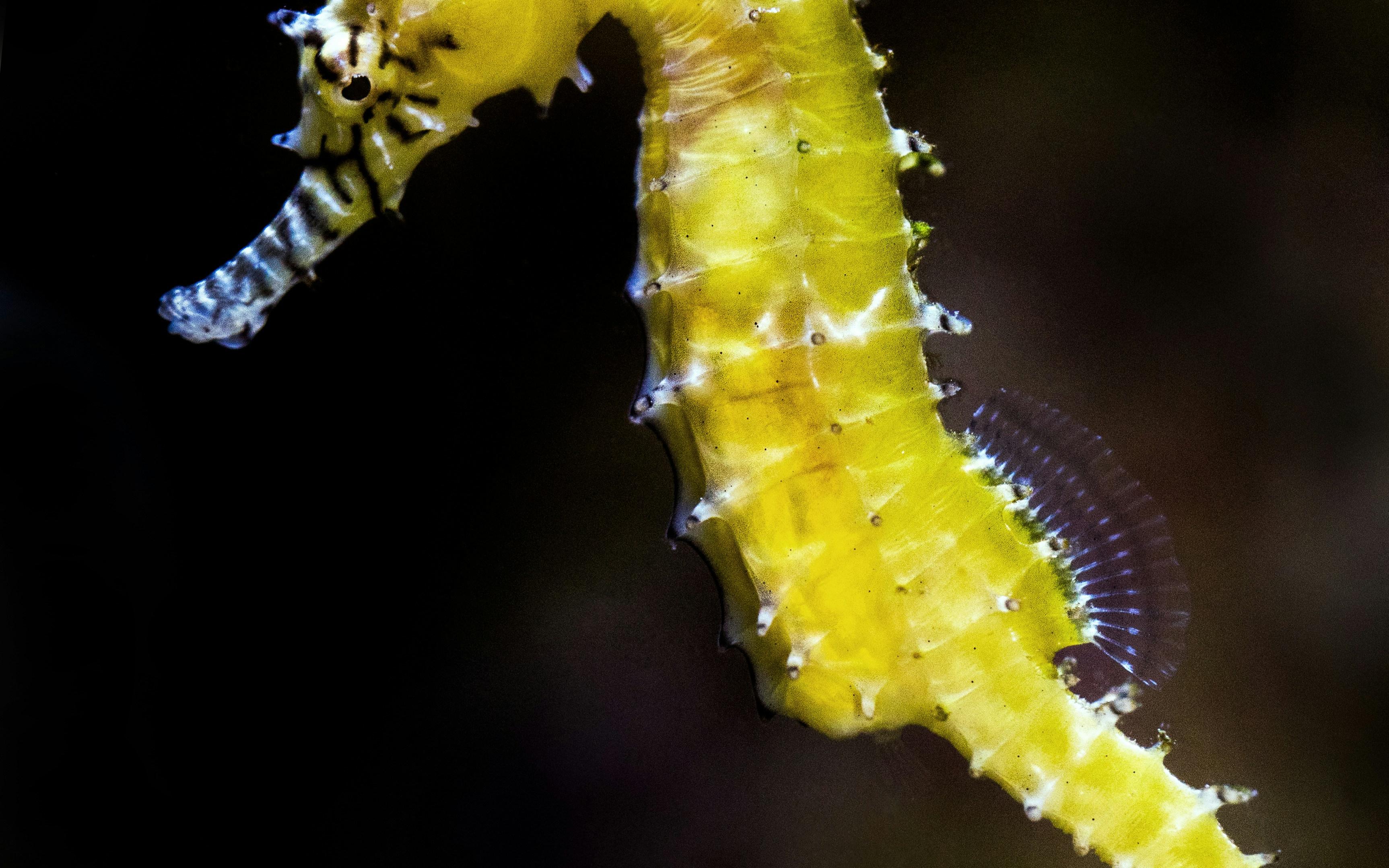 海马emoji不存在!ai集体陷入曼德拉效应幻觉