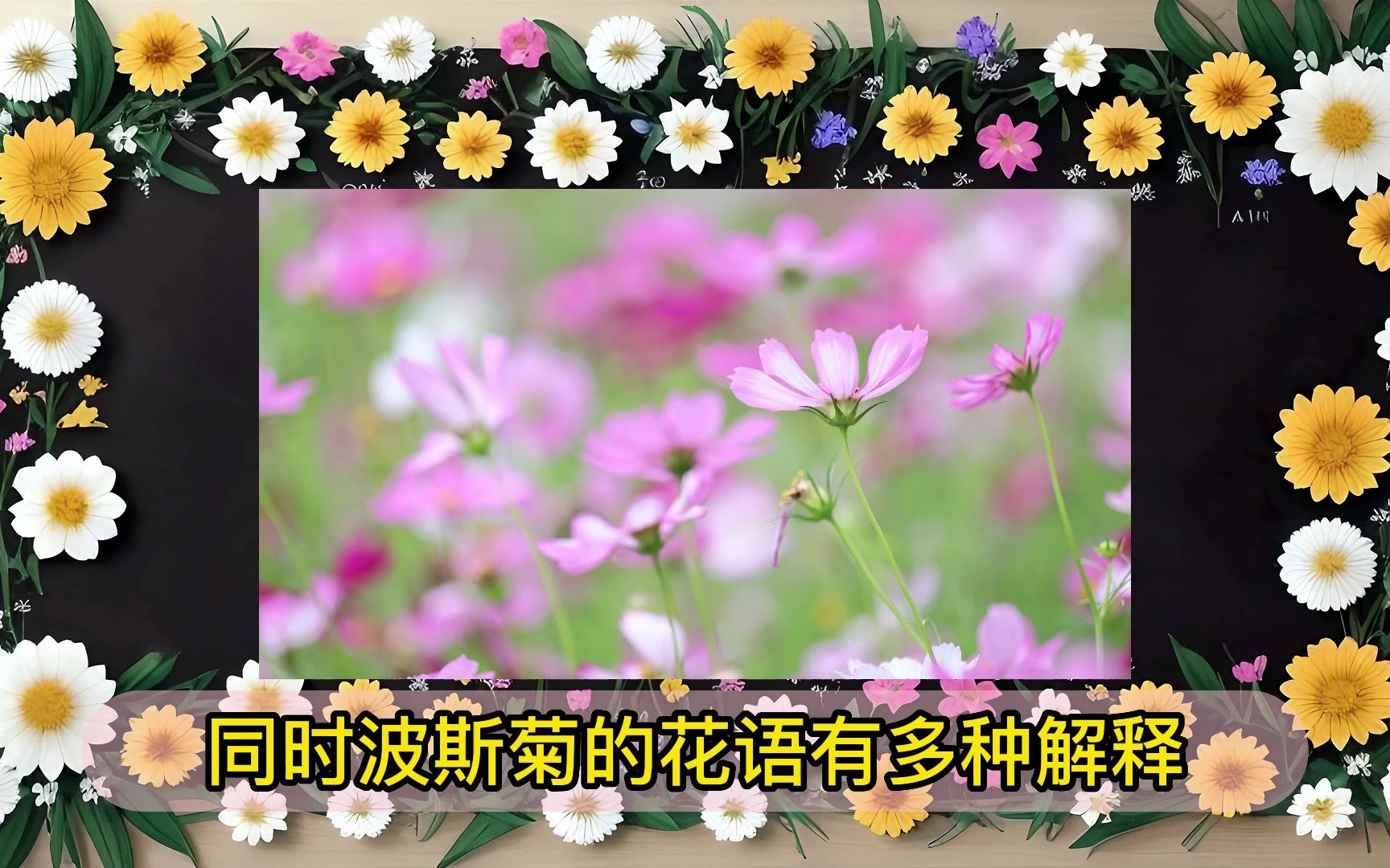 探秘波斯菊,解读花语和文化哔哩哔哩bilibili