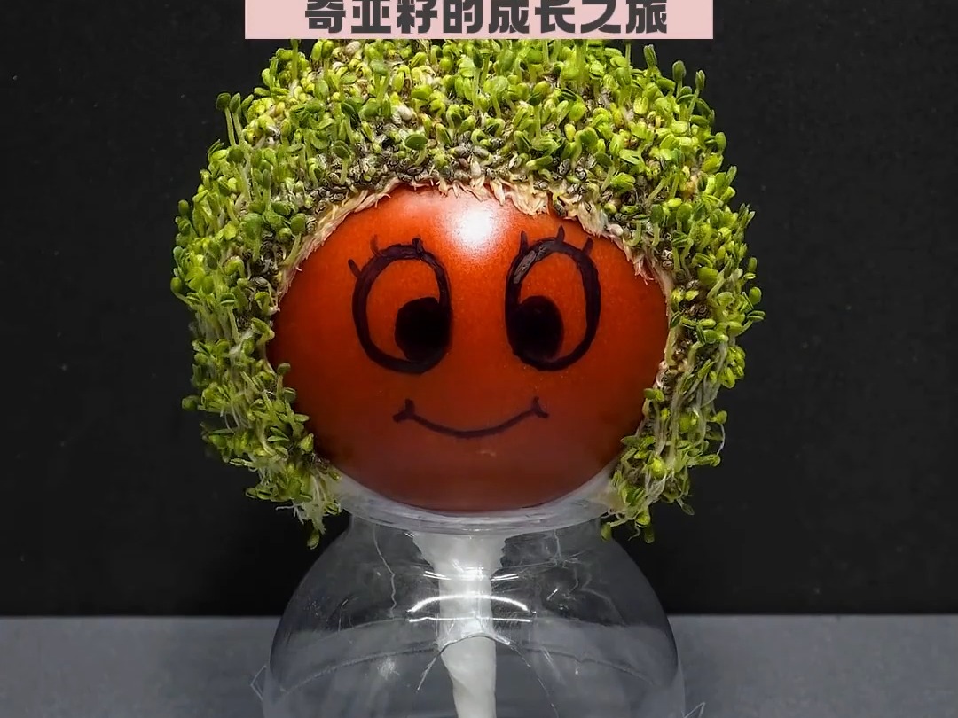 385 40天奇亚籽成长到枯竭过程#盆栽 #植物成长过程