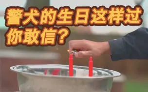 Download Video: 谁还不是个宝宝了！警犬的生日蛋糕你见过吗？