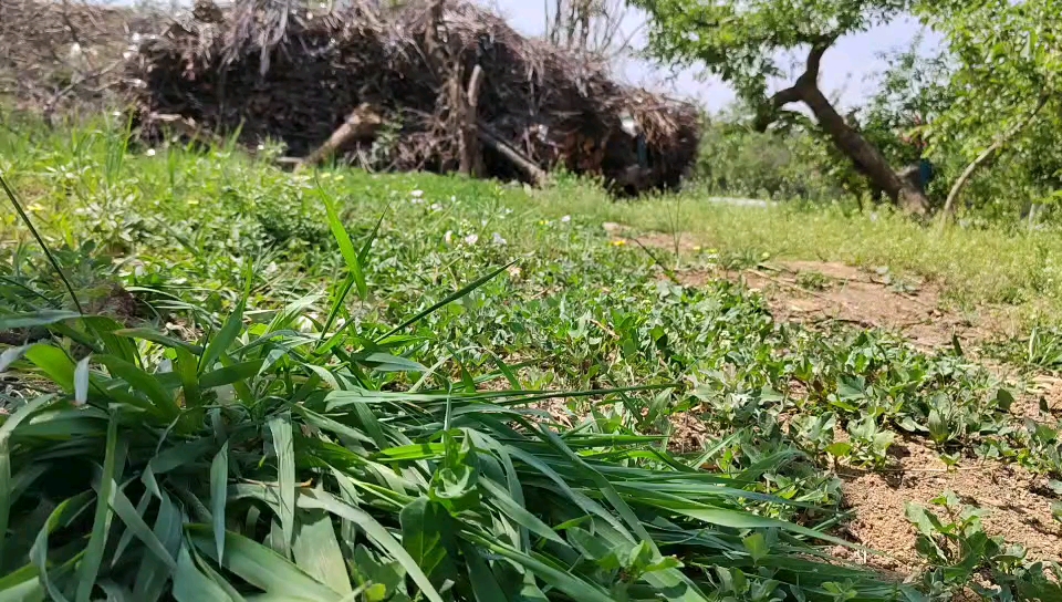 [图]蓝天白云青青草地，我向往的乡村