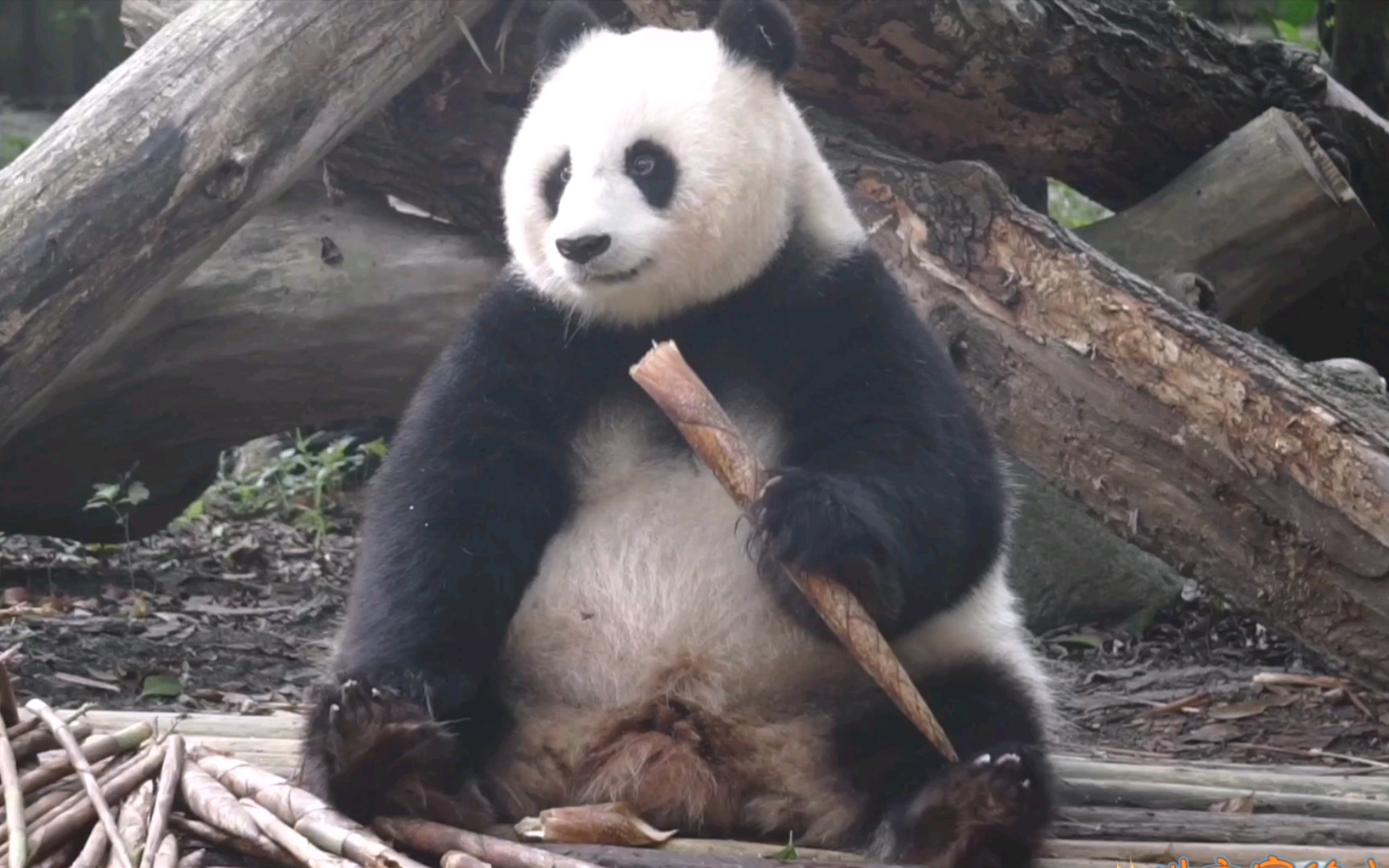 【大熊猫北川】圆滚滚胖嘟嘟的重量级熊物基花出场
