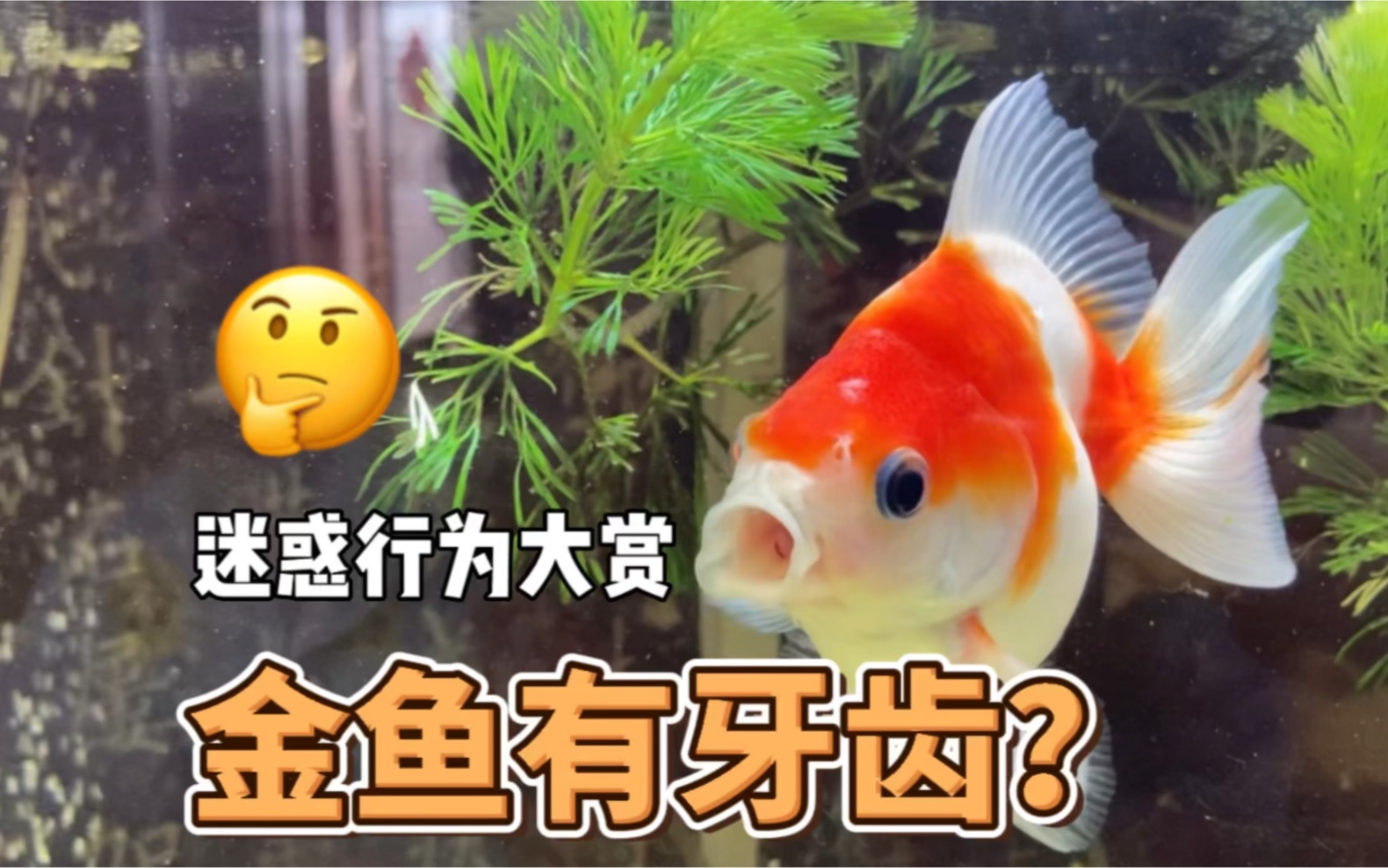 你咋还长牙呢?金鱼也有牙齿吗