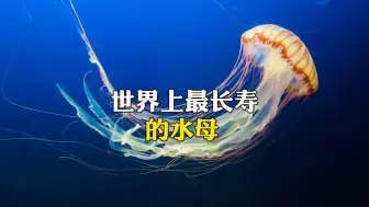 Tải video: 世界上最长寿的水母