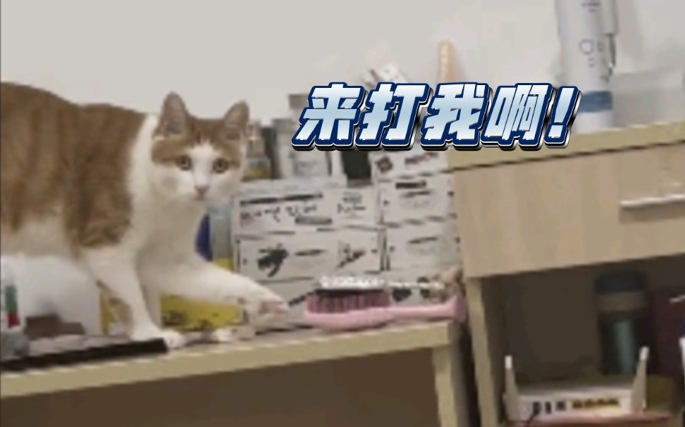 [图]猫：“我快推了，你快来打我啊！”