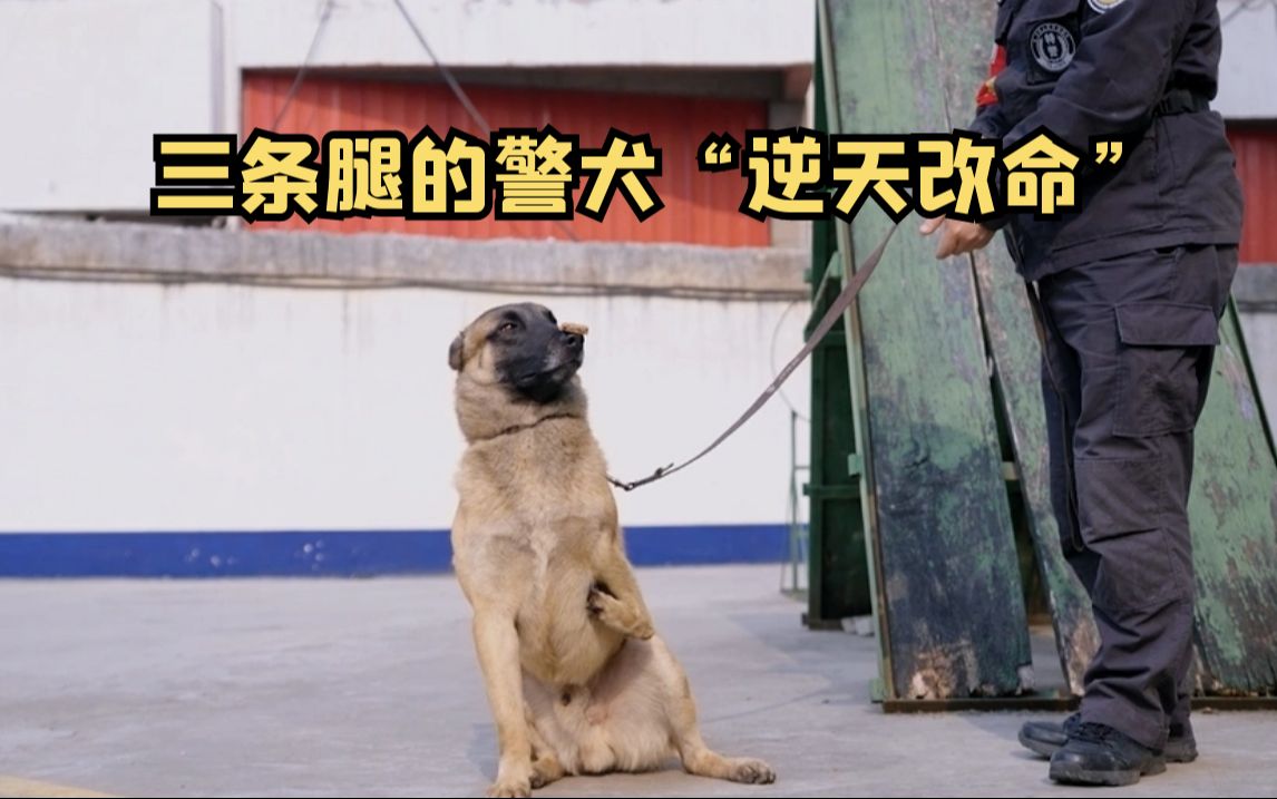 淅川的三条腿警犬图片