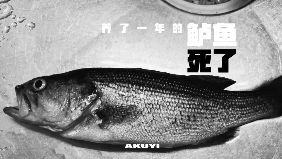 21年路亚第一条大嘴鲈鱼bass fishing 路亚rapala_哔哩哔哩_bilibili