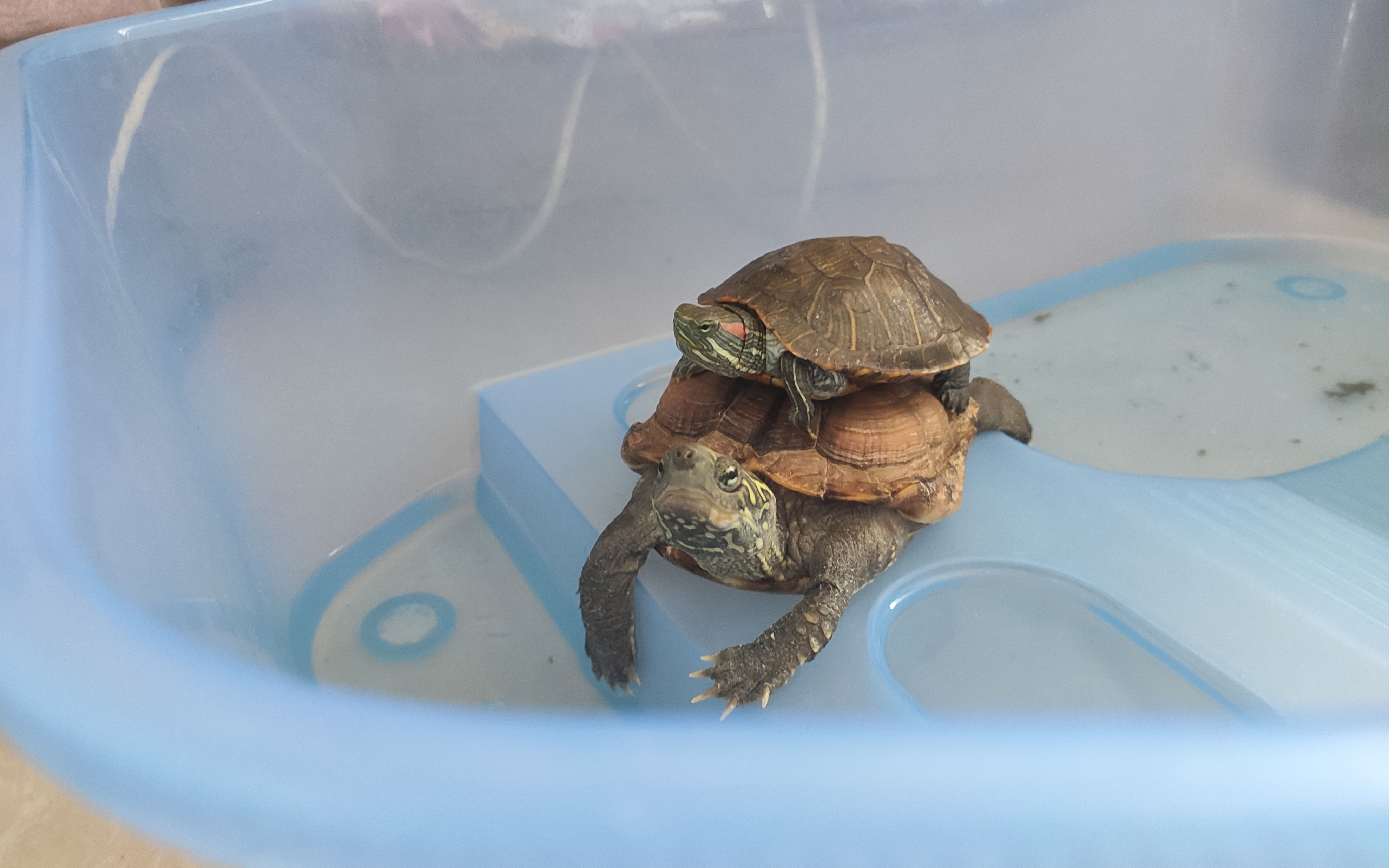 偷偷看一下乌龟是怎么叠在一起的