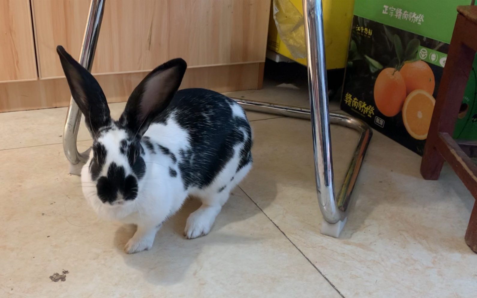 水果店在逃嫌疑兔