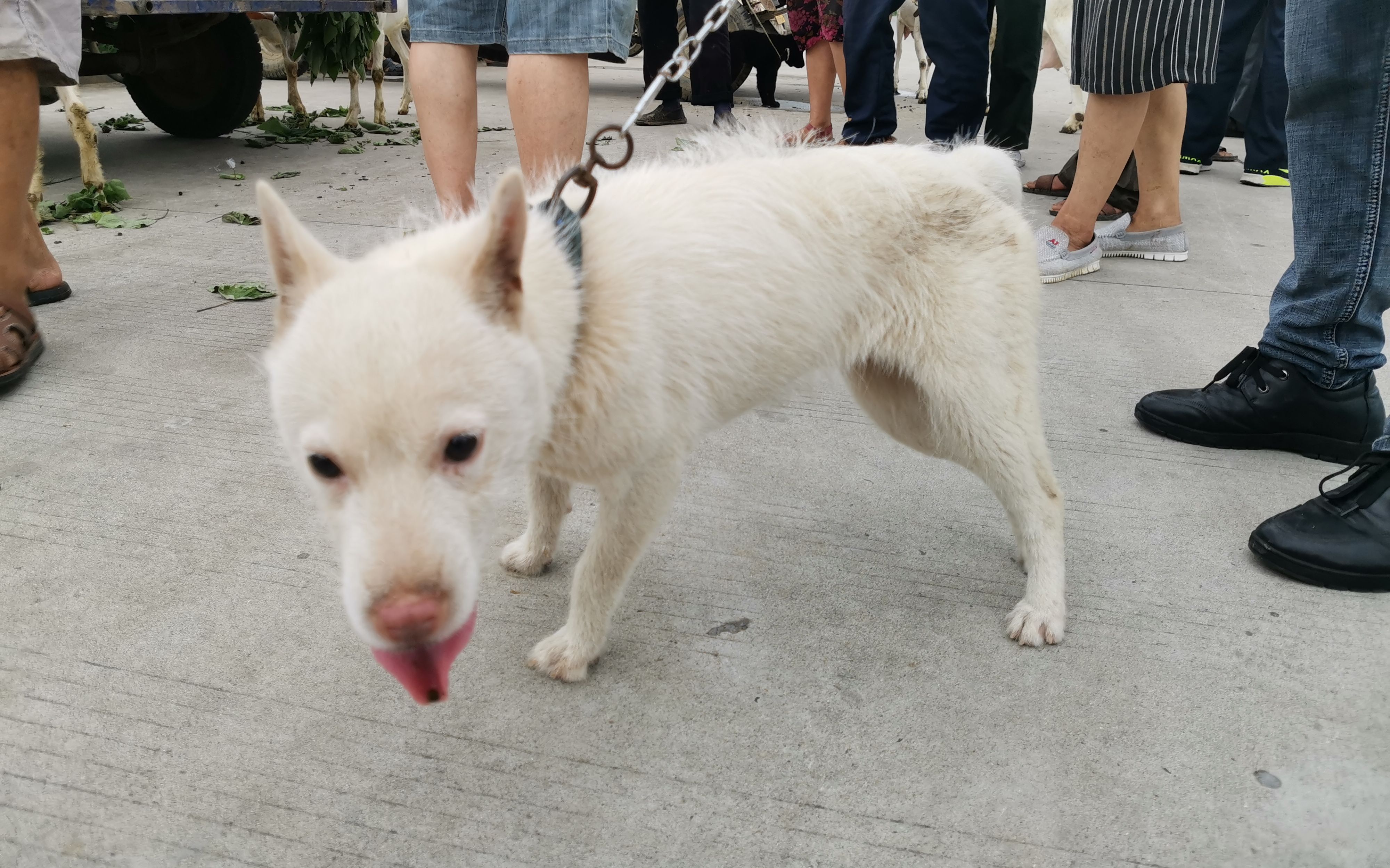 城固老闆農村狗集撿便宜,300元買到著名獵犬下司犬,賣主識貨嗎