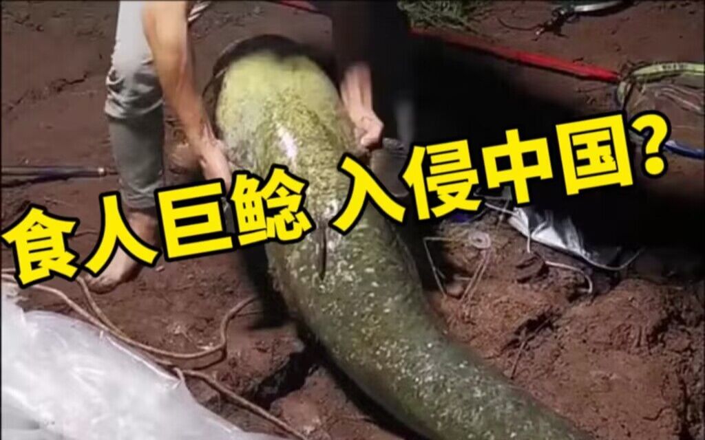 恐怖巨鲶入侵中国,竟能吃人?【御灵苑 辟邪显正】