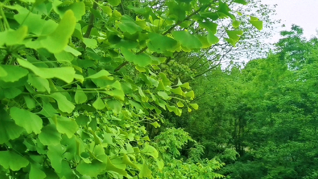 [图]独处是一个人的清欢能与自己好好相处，才能遇见真实的自已