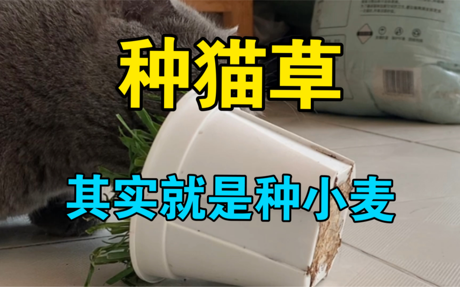 种猫草其实就是种小麦哔哩哔哩bilibili