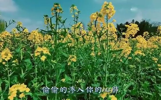 [图]这就是春天里的油菜花