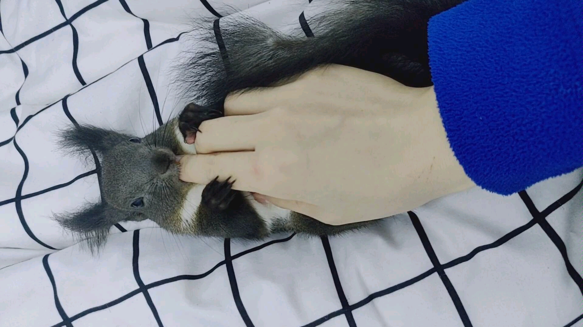 松鼠竟会这样咬人!