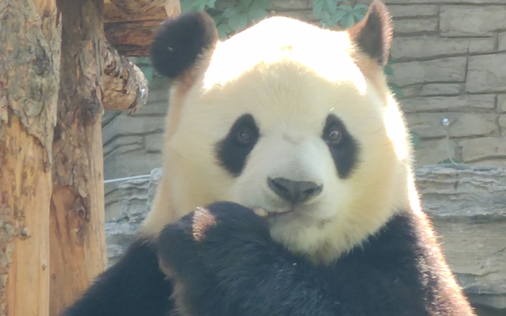 【大熊猫福星】阳光下胖大海端端正正的正面吃播就是一直八卦20230508