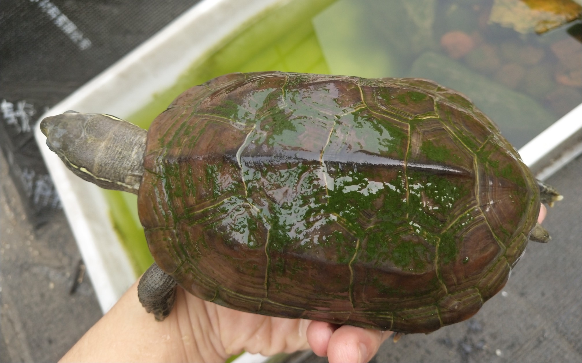 中华草龟大母草喂食