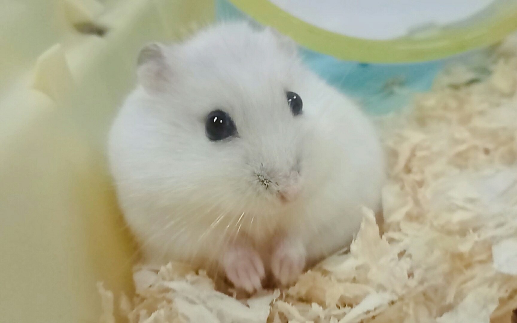 仓鼠洗澡只能洗到头系列直击圆滚滚的胖汤圆