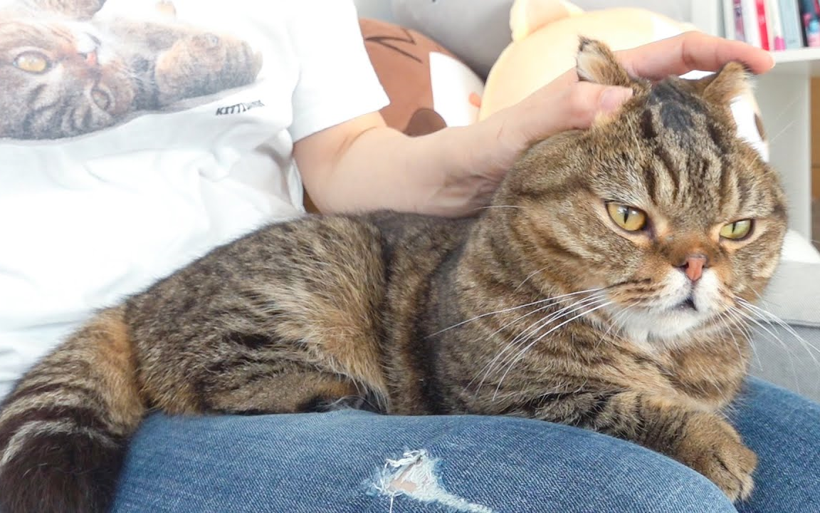 奶油管家中字lulu自己也说要做膝盖猫咪