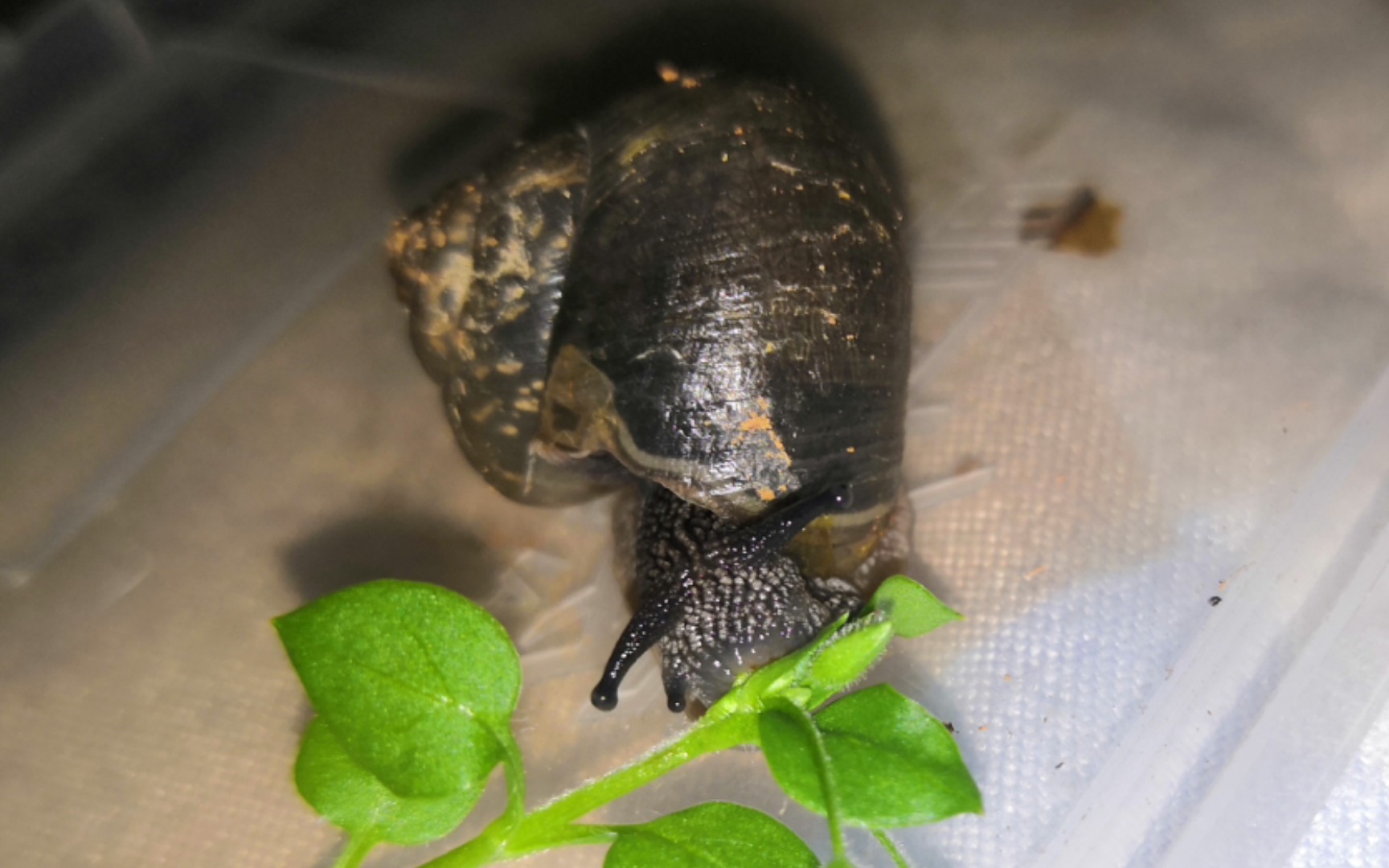 [灰尖巴蜗牛]蜗牛吃饭真可爱,还能看见牙齿