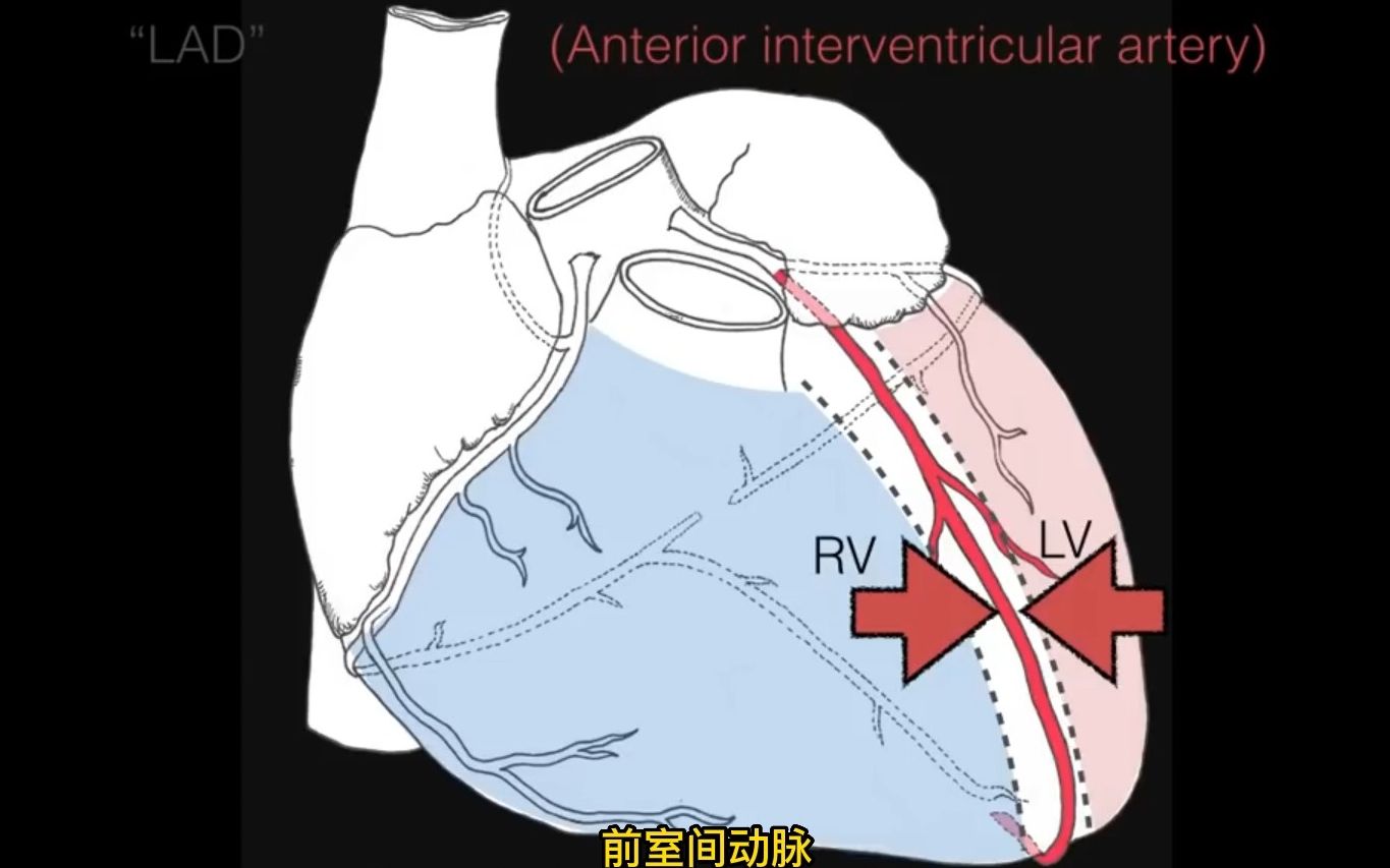 【心血管系统解剖学】冠脉循环 coronary circulation | 冠状动脉分支 | 心的静脉哔哩哔哩bilibili