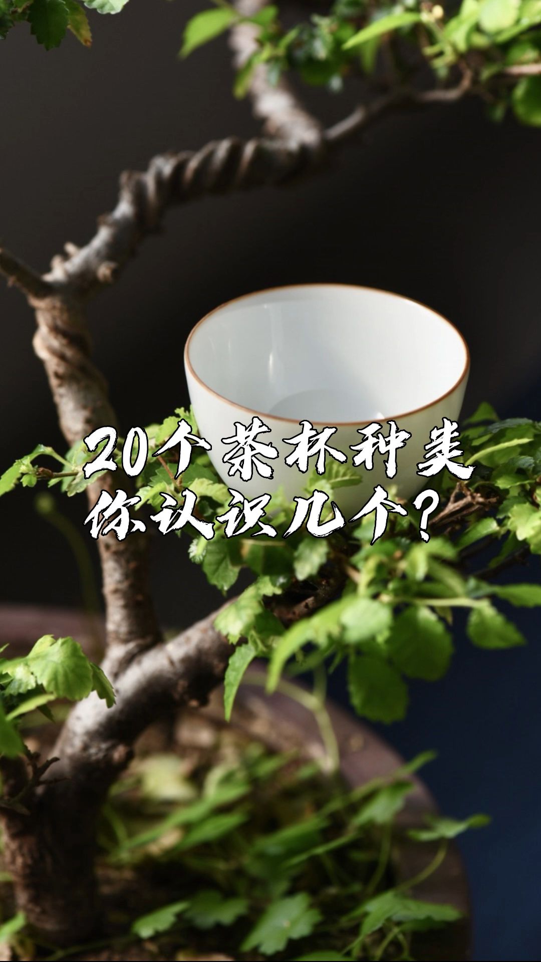 20个茶杯种类你认识几个?哔哩哔哩bilibili