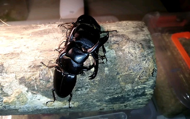 西南扁对决西南扁!有喜欢甲虫的小伙伴欢迎留言提意见!谢谢支持!