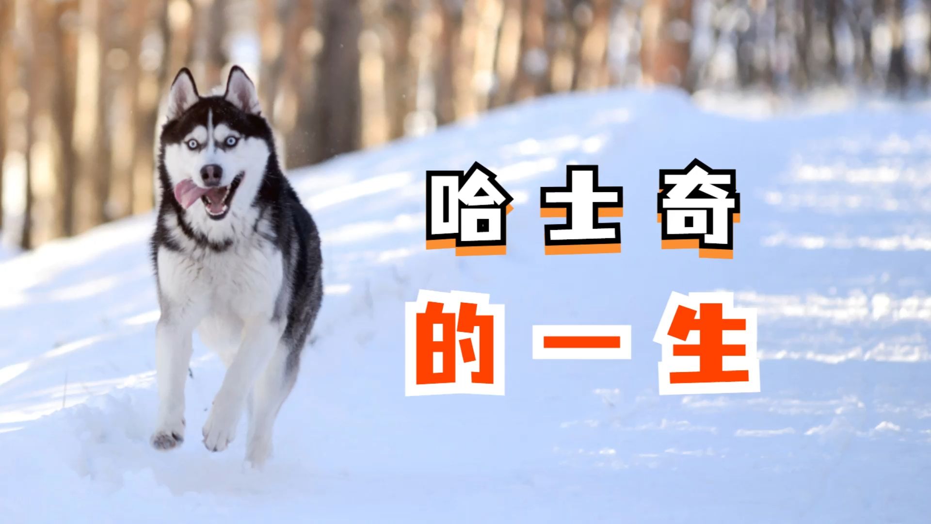 一分钟,带你走完,哈士奇的传奇一生!