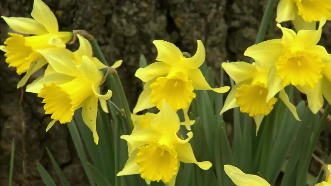 黄水仙-daffodils-威尔士国花